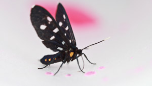 Romantic Butterfly