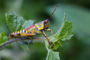 Locust