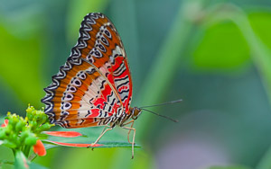 Butterfly / Butterflies for Africa