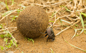 Dung Beetle