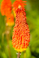 Bee to a Red Hot Poker