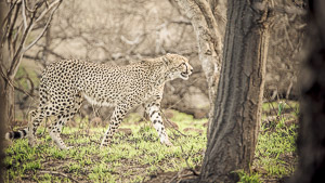 Cheetah Stroll