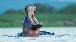 Zimanga Hippo / Taken at Zimanga Private Game reserve in South Africa. Photographer was at ground level on a bean bag for the shot. Image was captured toward the evening when the hippo start to interact.

ICUN Red List: VU