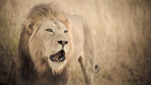 Call of the Wild / Lion calling out in a loud bellowing sound.  The eyes just looked so intense in this shot. (Colour adjustment and burning to give image a tawny look). IUCN Status: VU