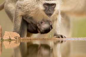 Precious Drop / Taken at a bird bath in Zimanga Private Game Reserve, South Africa. The sparkling water reminds me of how precious a resource water is. IUCN Status: LC
