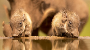 Warthog Trio / I was at a bird hide at Zimanga Private Game Reserve in South Africa when these warthog trio 'invaded' our water bath. The babies drank under the watchful eye of mum in the background. IUCN Status: LC