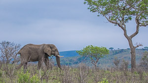 Elephant Stroll / Young elephant taking a stroll at Imfolozi