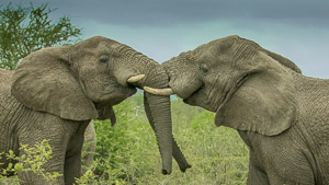 Elephant Embrace