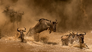 Out of the Dust / aptured in the Kenya ,Africa.

Wildebeest splashing in the water as they cross. Every droplet of water signifies the burst of energy that can be found in a migration crossing.  

For me this encapsulates the magic of the migration showing some wildebeest about to enter the water hesitantly, whilst others are jumping in, and a few are on their journey across the river. The dust I feel adds to the drama.


ICUN Red List: VU