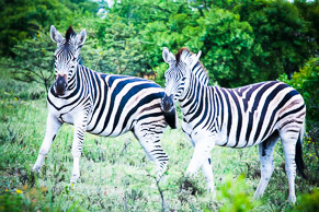 Zebra