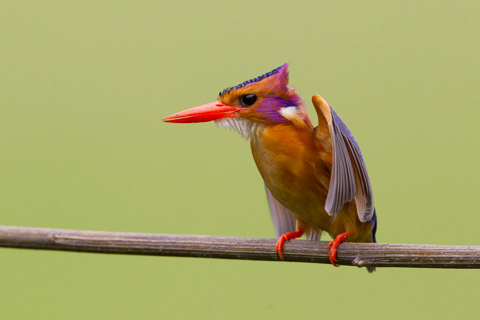 Kingfisher